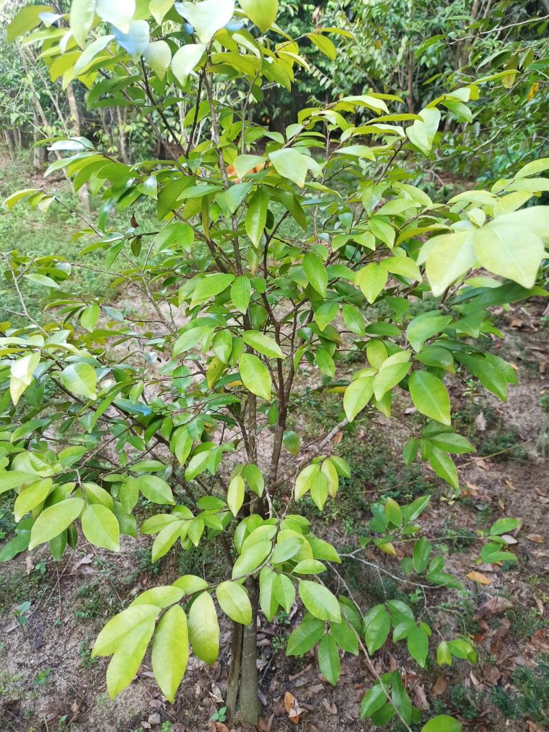 琪楠沉香木种植沉香苗原产地种植琪楠沉香苗木结油结香快