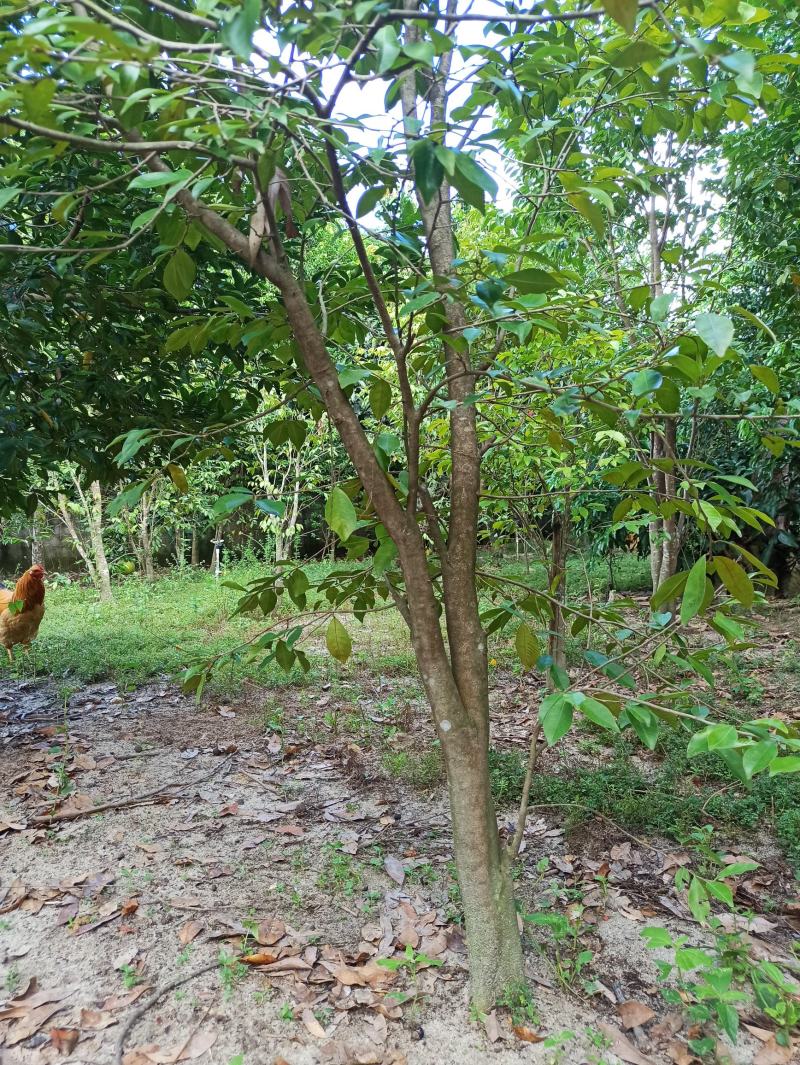 琪楠沉香木种植沉香苗原产地种植琪楠沉香苗木结油结香快