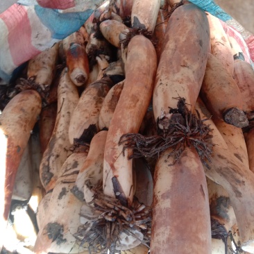 莲藕