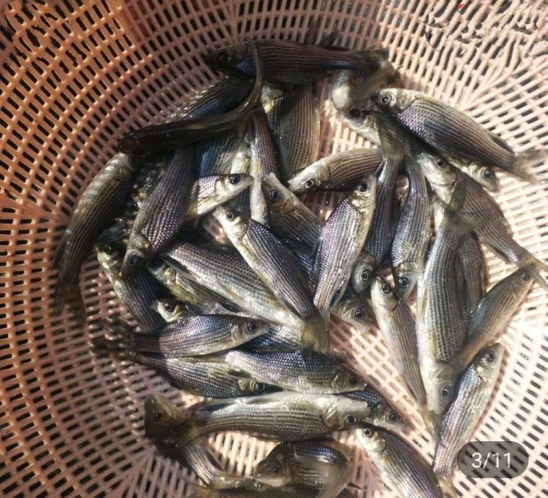 鲤鱼/岩原鲤、属高端鱼种、基地直供、技术指导