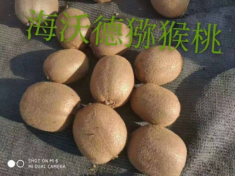 海华德猕猴桃(现摘现卖有货，产地直销量大从优，果个硬)