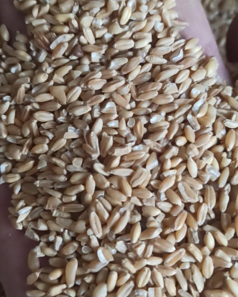 浮小麦中药材批发浮小麦产地直销质量保证
