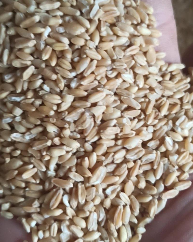 浮小麦中药材批发浮小麦产地直销质量保证