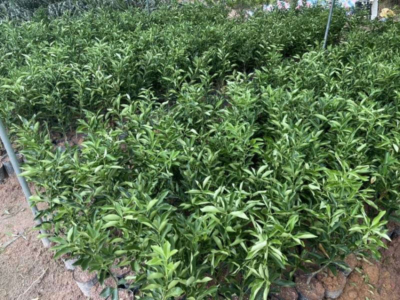 脆蜜金柑苗母本园嫁接脆蜜金柑苗广西融安脆蜜金桔苗