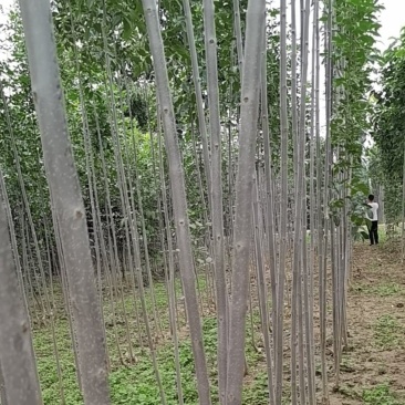 白蜡