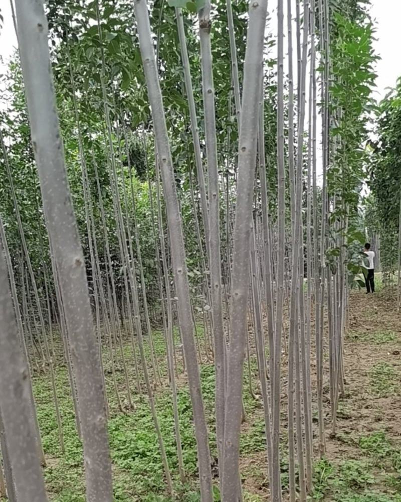 白蜡