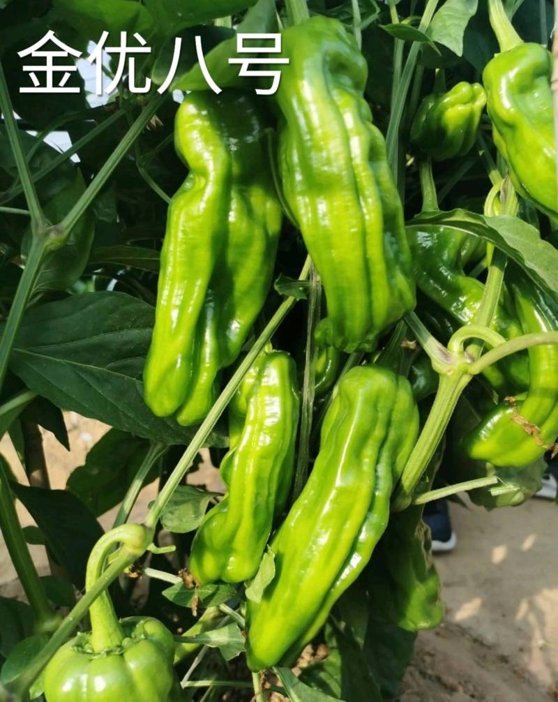 高品质！薄皮泡椒种子金优八号辣椒种子，薄皮早熟高产黄绿皮