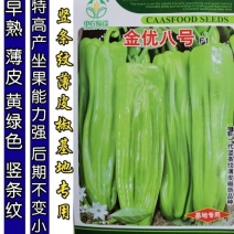 高品质！薄皮泡椒种子金优八号辣椒种子，薄皮早熟高产黄绿皮