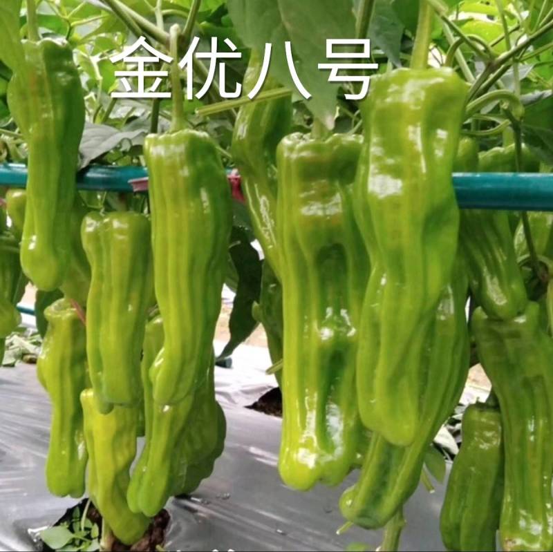 高品质！薄皮泡椒种子金优八号辣椒种子，薄皮早熟高产黄绿皮