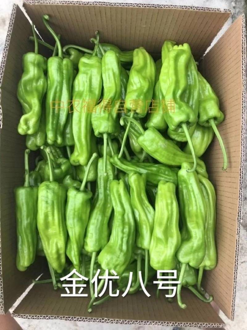 高品质！薄皮泡椒种子金优八号辣椒种子，薄皮早熟高产黄绿皮