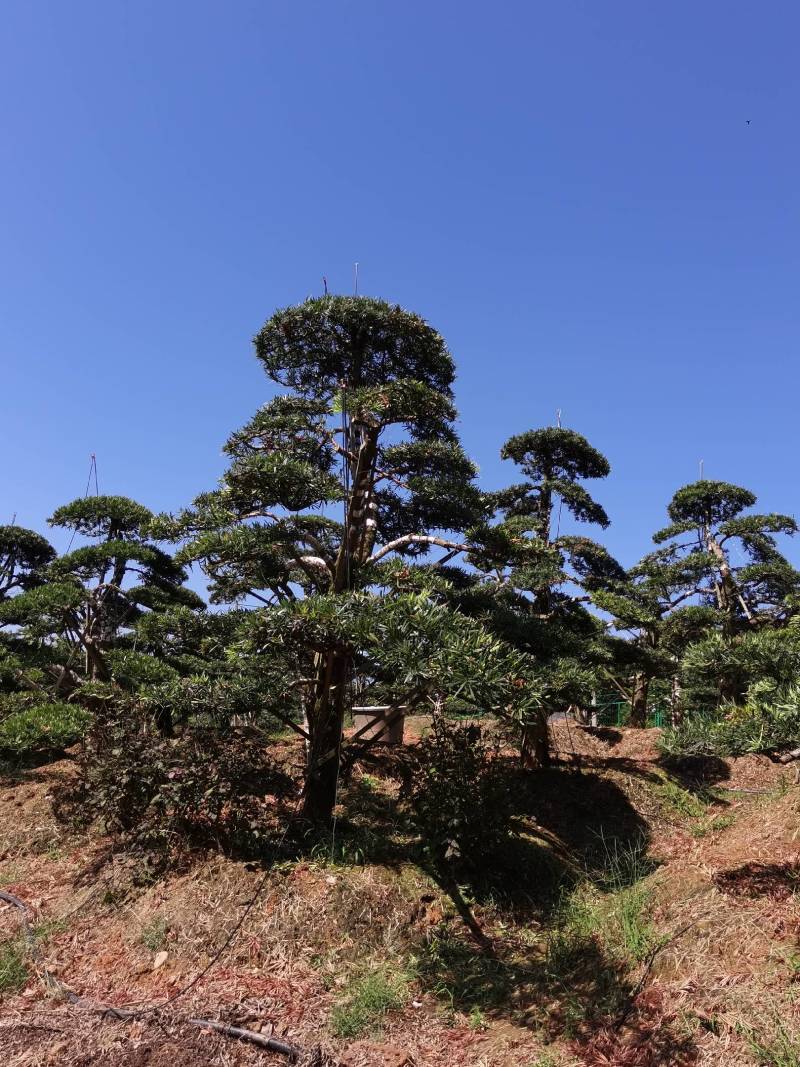 苗圃供应湖南精品造型罗汉松优质罗汉松桩景量大从优批发