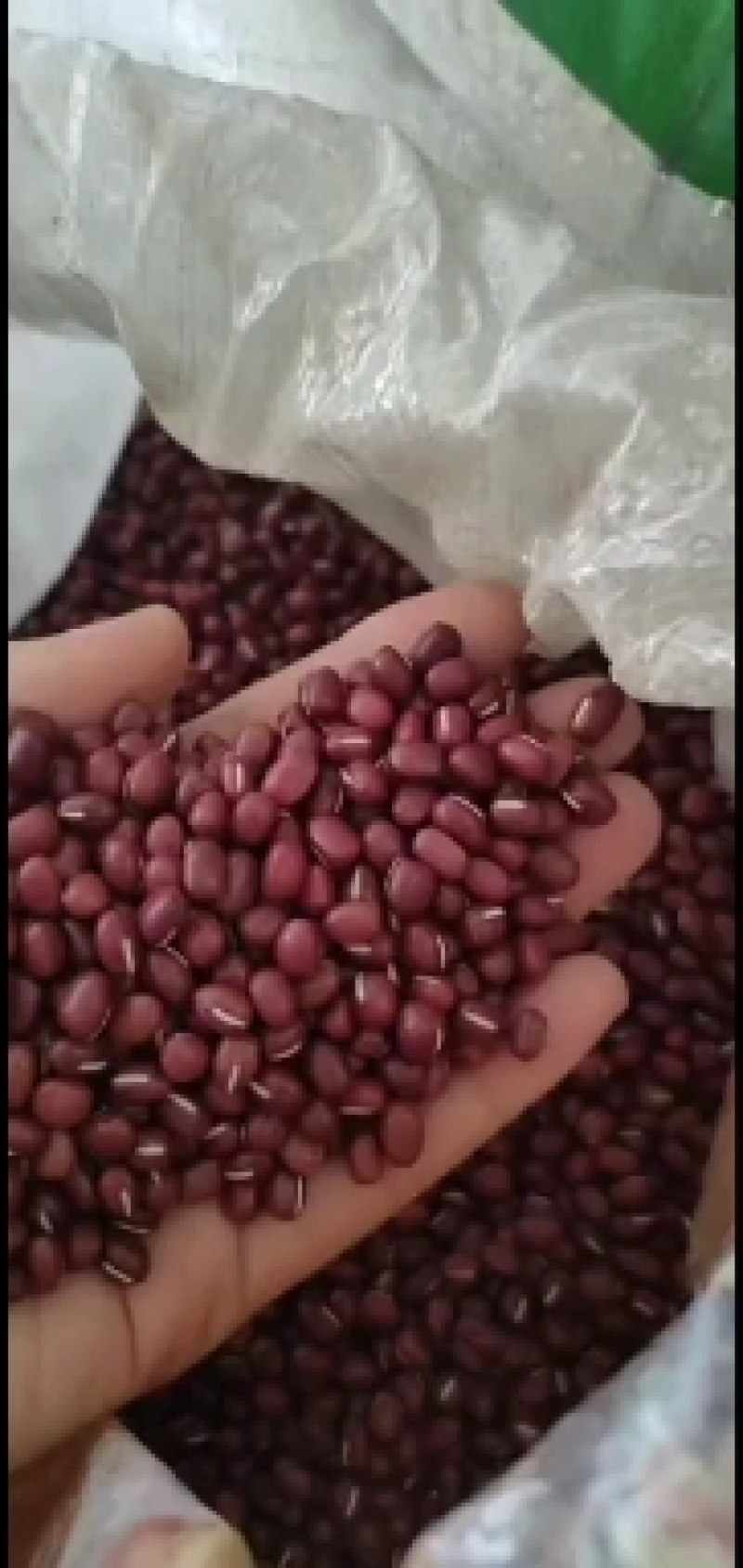 红豆红小豆珍珠粒农家红豆5斤起批散装包邮