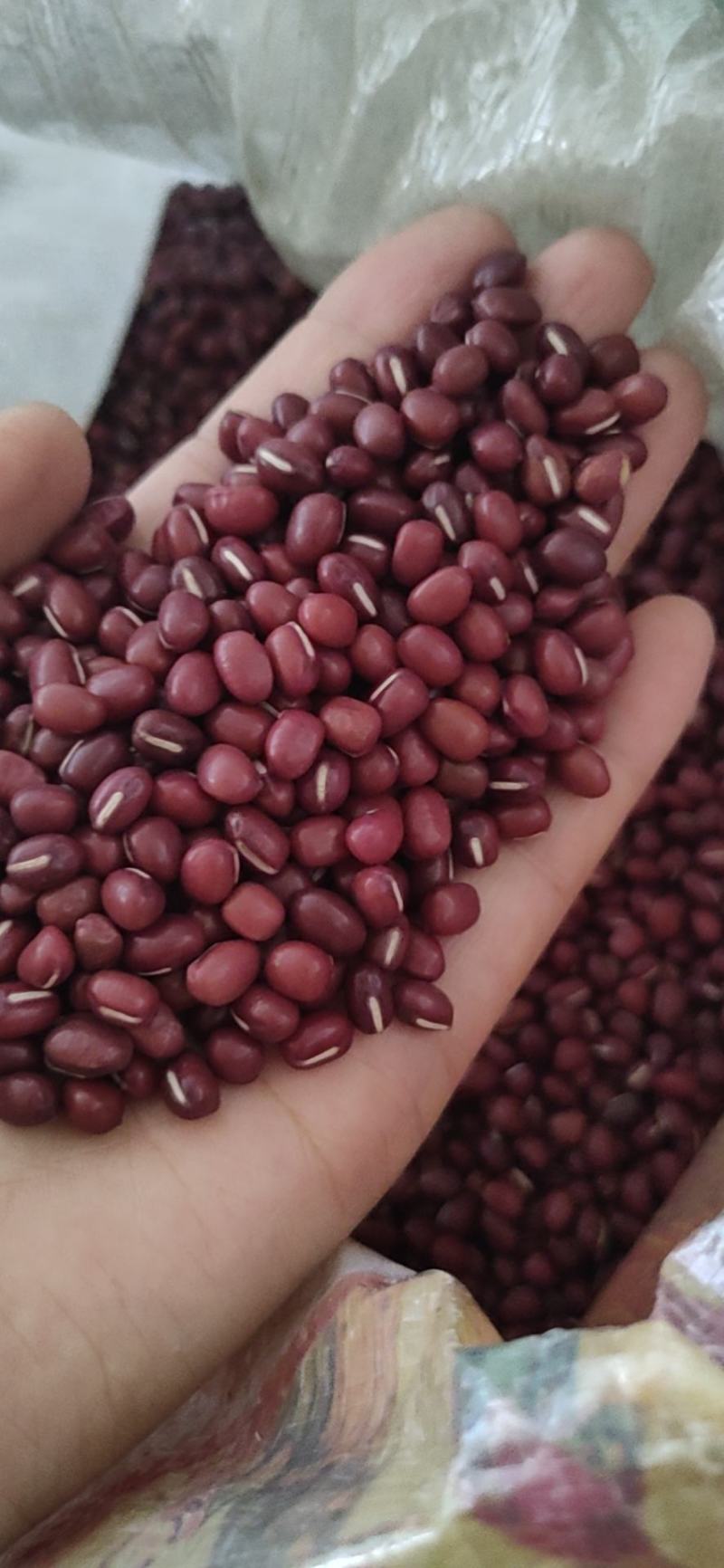 红豆红小豆珍珠粒农家红豆5斤起批散装包邮