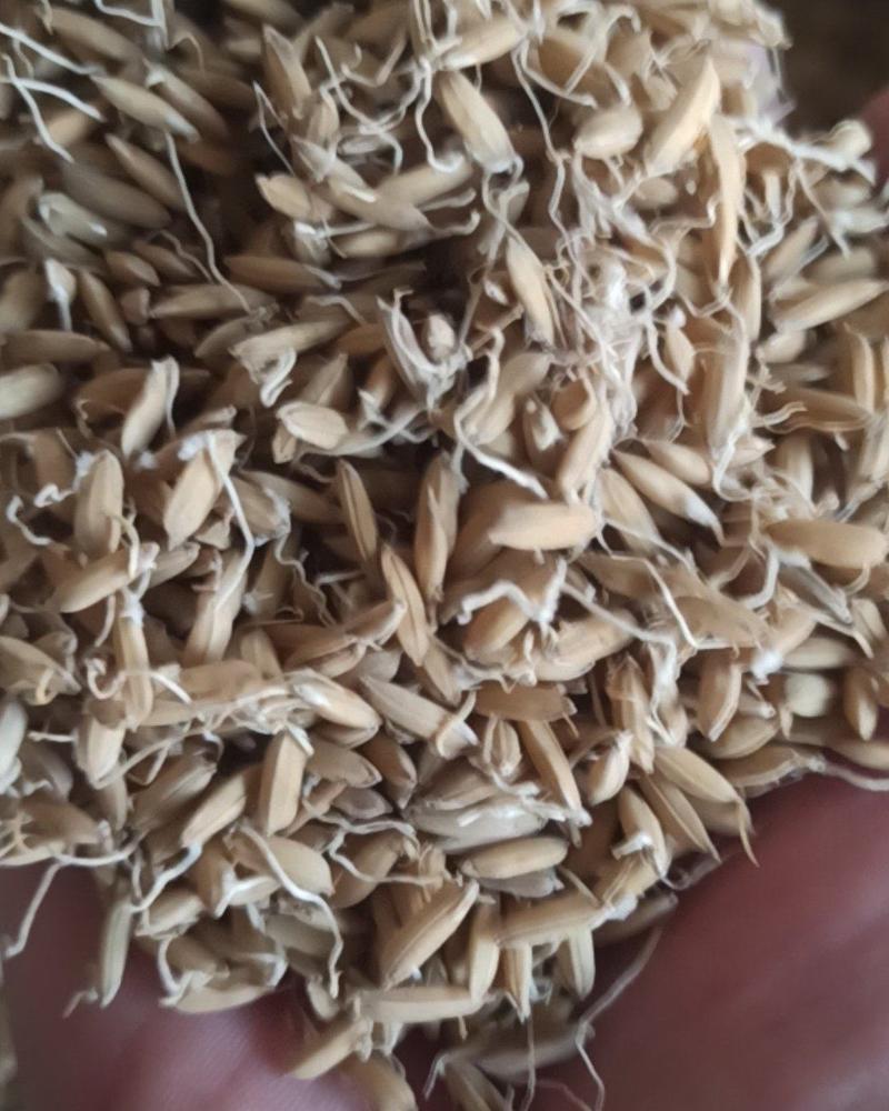 稻芽中药材批发稻芽质量保证量大从优