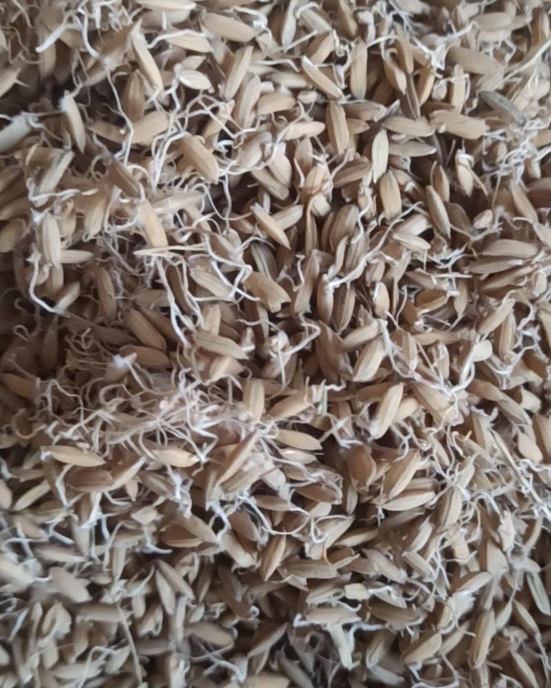 稻芽中药材批发稻芽质量保证量大从优
