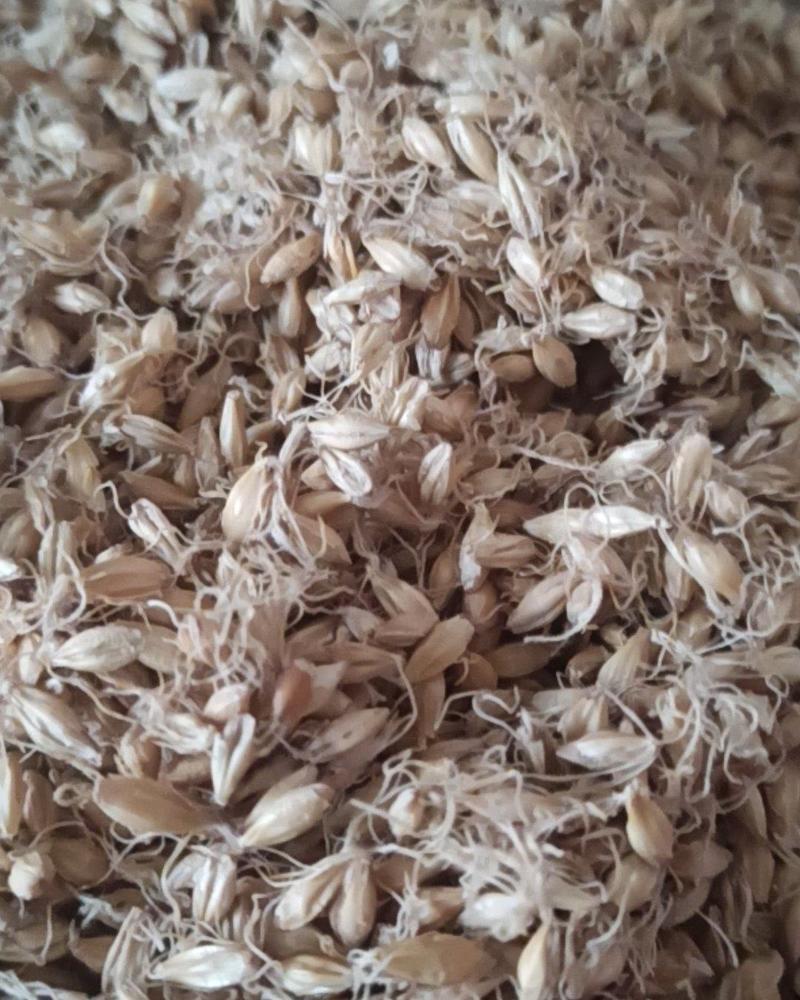 麦芽炒麦芽中药材批发麦芽产地直销质量保证