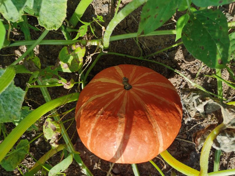 江苏盱眙大红皮南瓜，红度好、果型周整、熟度高。秋茬种植、
