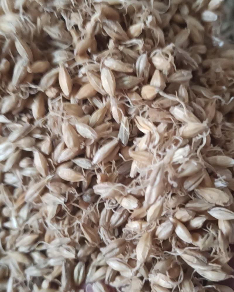 麦芽炒麦芽中药材批发麦芽产地直销质量保证