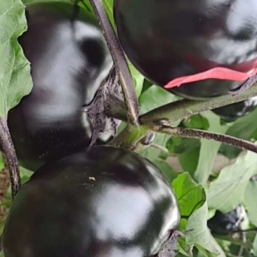 【茄子】河北饶阳冷棚圆茄大量上市.又黑又亮.物美价廉。