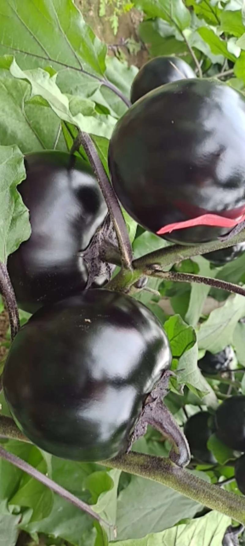 【茄子】河北饶阳冷棚圆茄大量上市.又黑又亮.物美价廉。