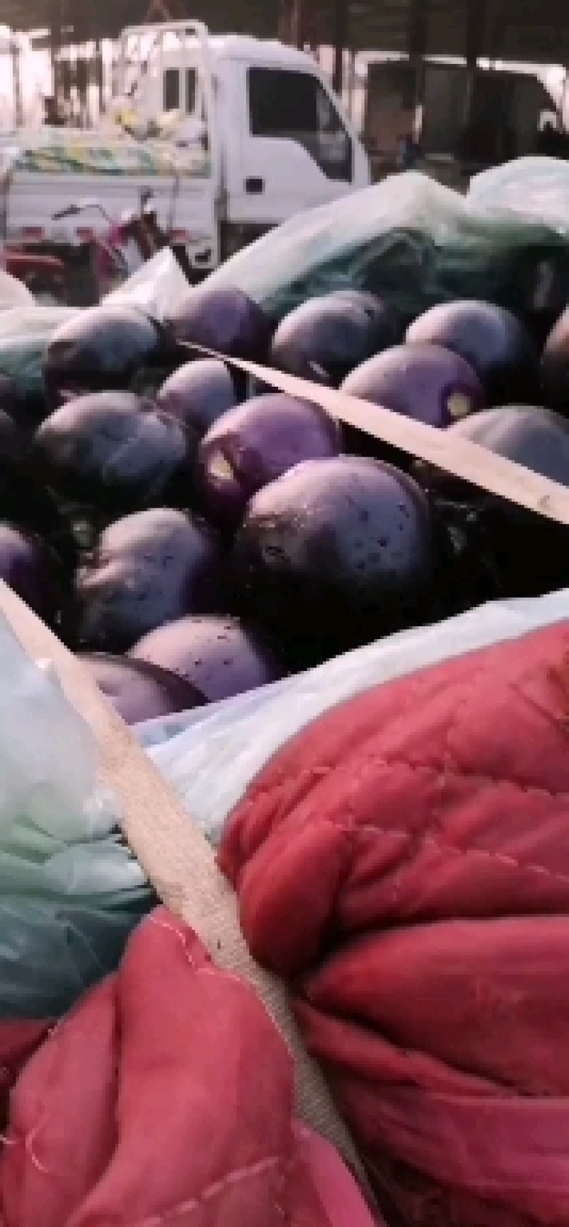 【茄子】河北饶阳冷棚圆茄大量上市.又黑又亮.物美价廉。