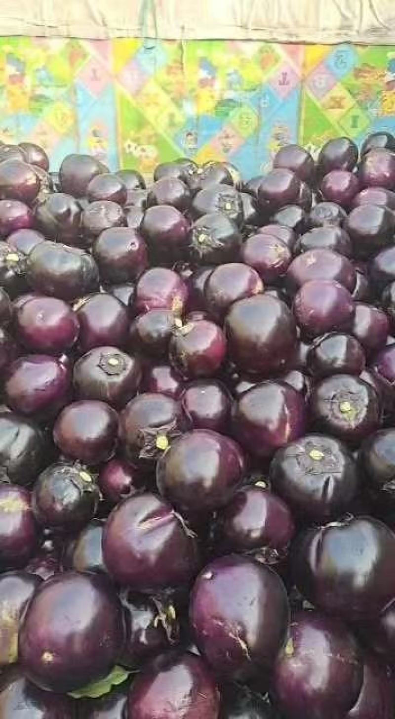 【茄子】河北饶阳冷棚圆茄大量上市.又黑又亮.物美价廉。