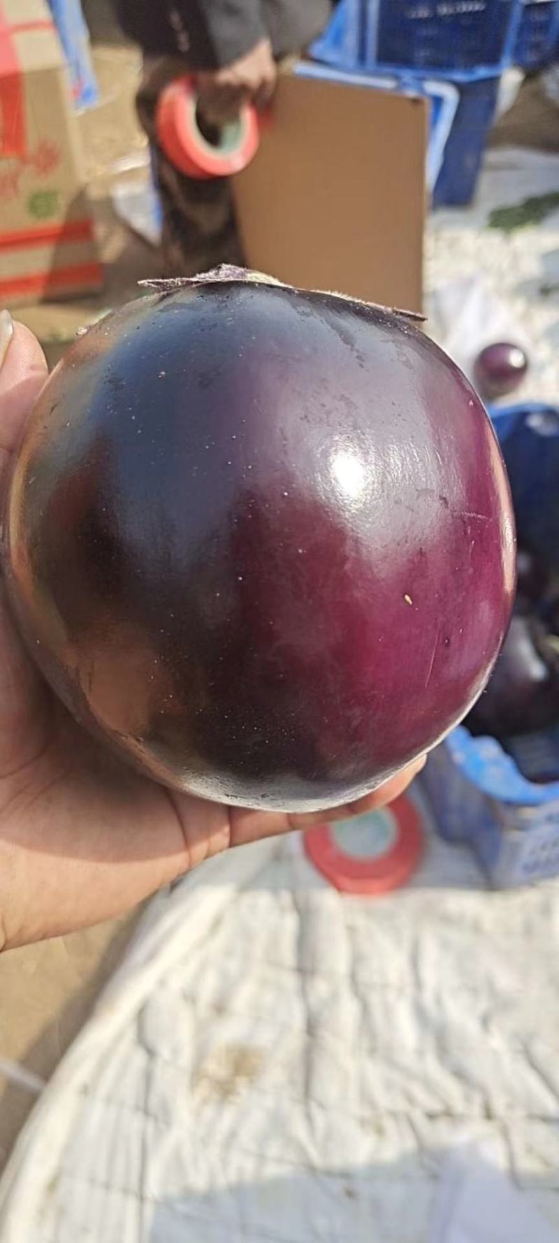 【茄子】河北饶阳冷棚圆茄大量上市.又黑又亮.物美价廉。