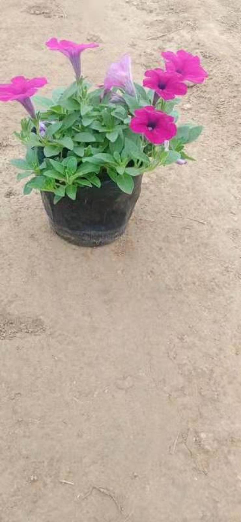 牵牛花