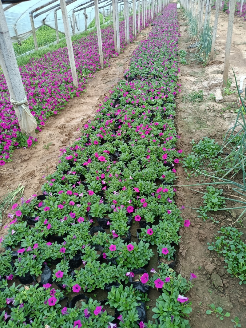 牵牛花