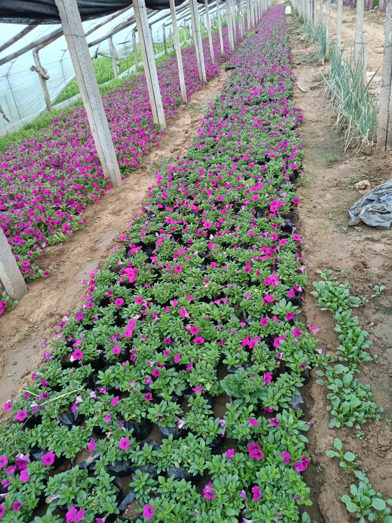 牵牛花