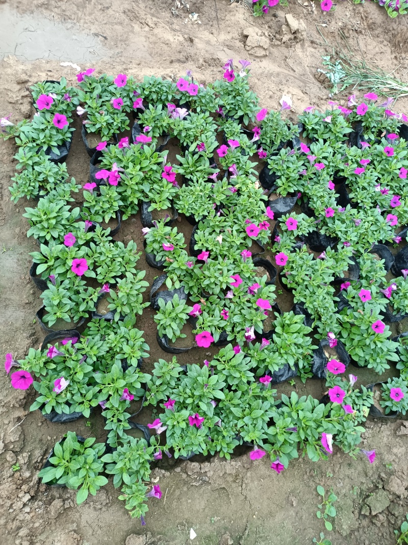 牵牛花