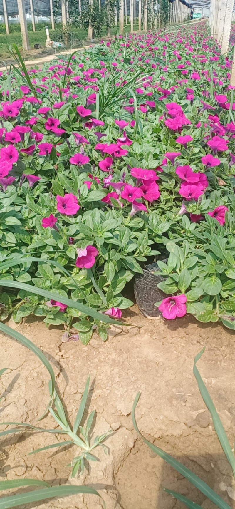 牵牛花