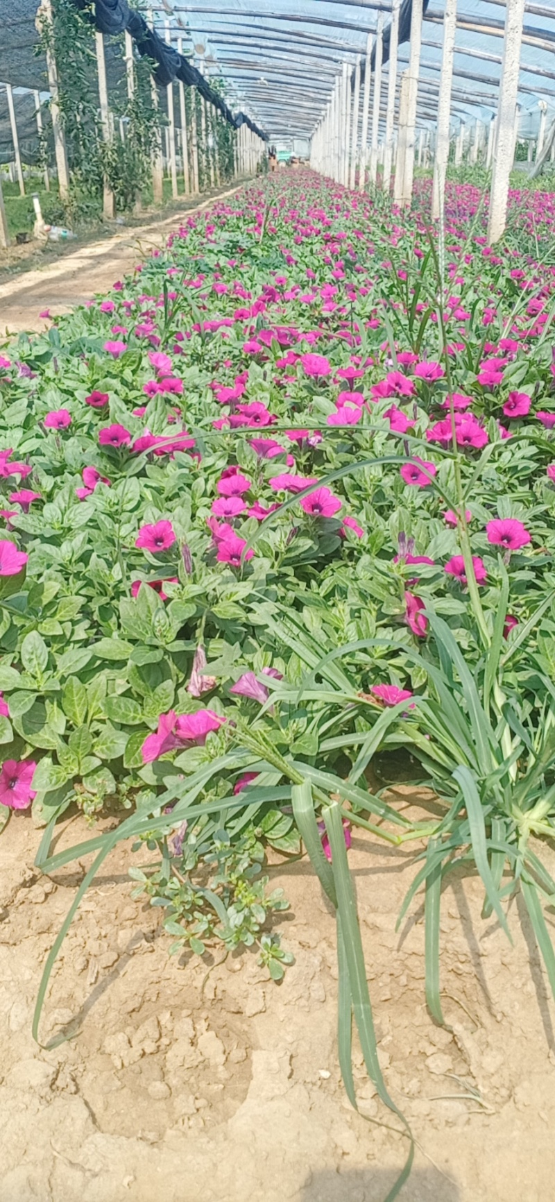 牵牛花