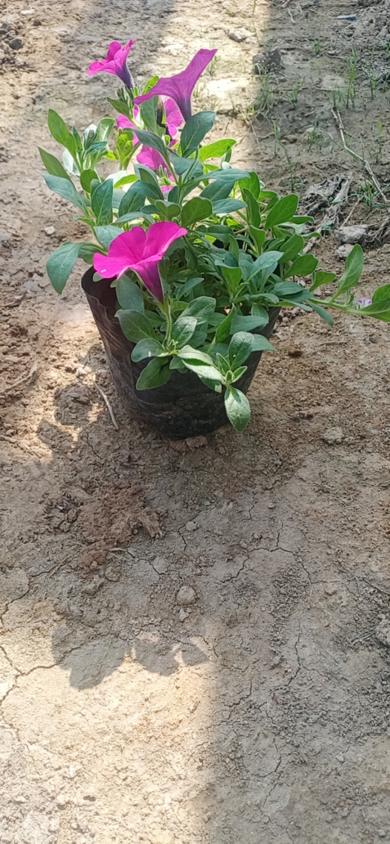 牵牛花