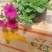 牵牛花