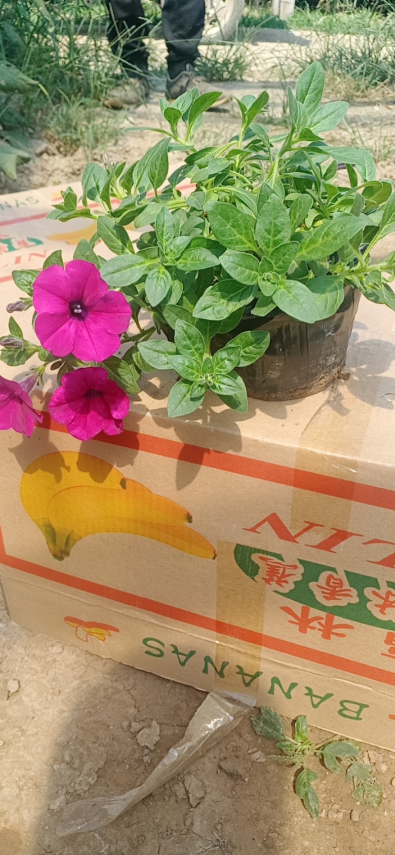 牵牛花