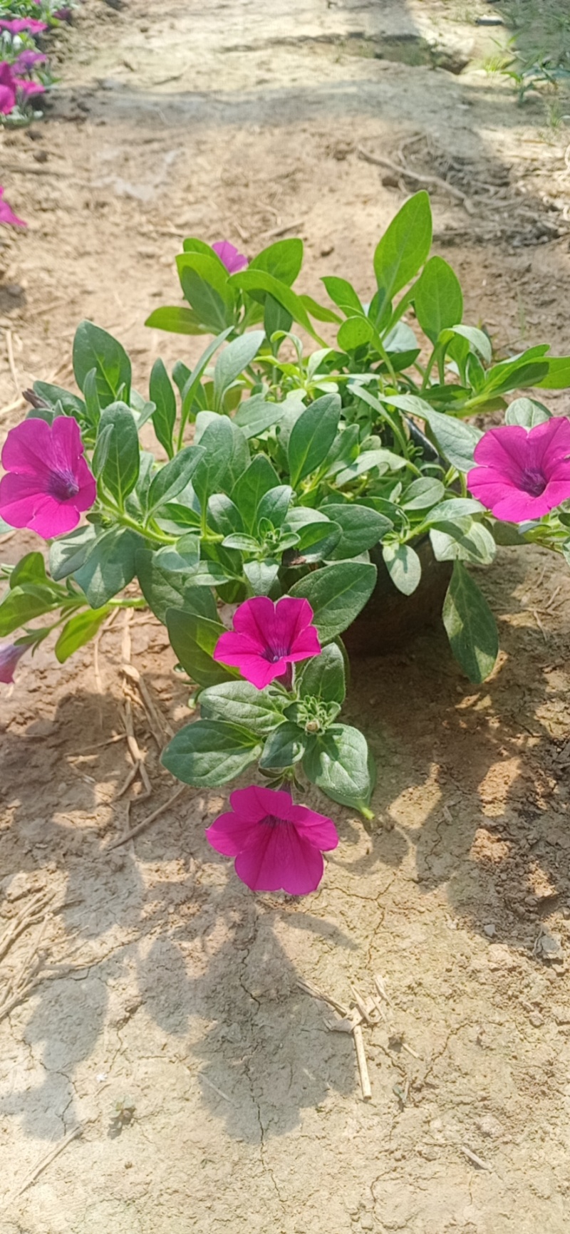 牵牛花