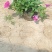 牵牛花