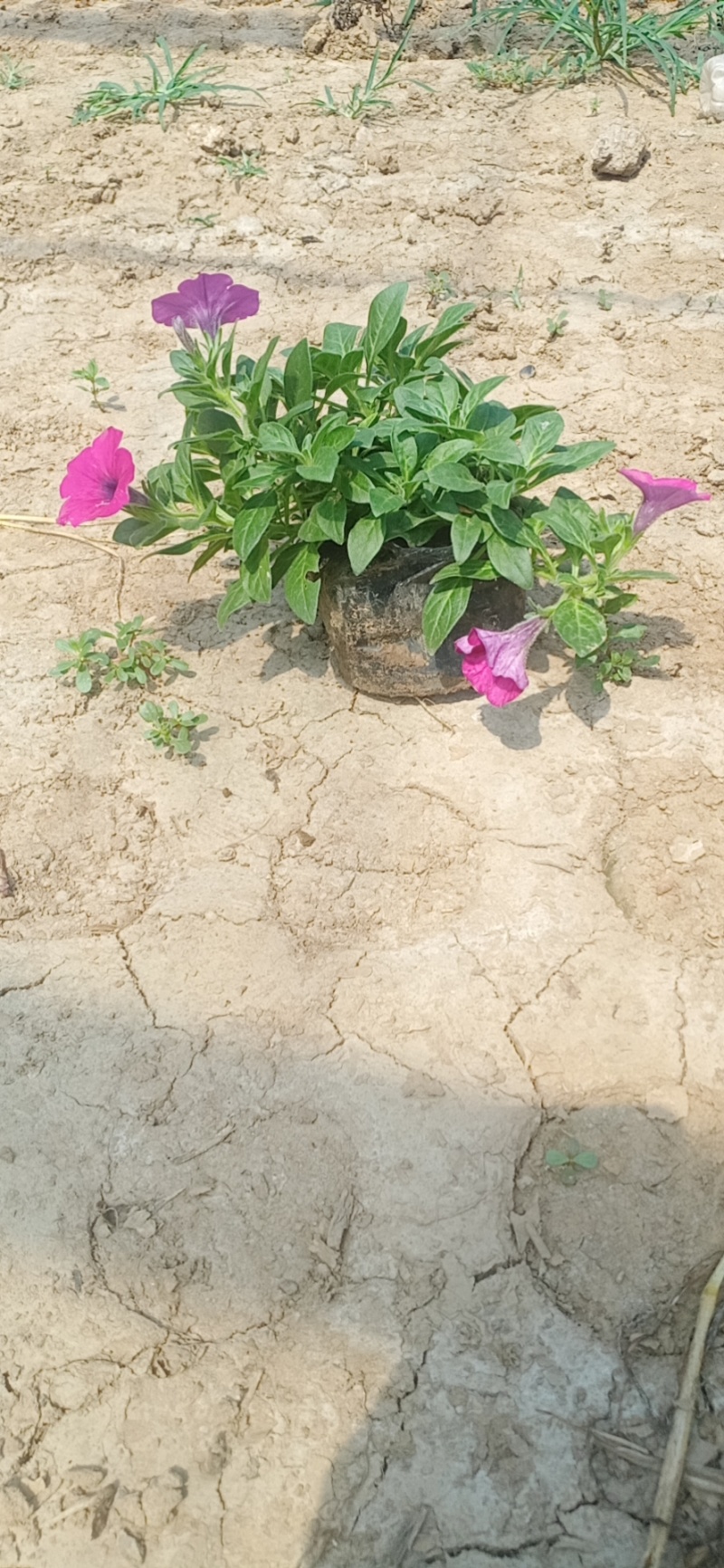 牵牛花