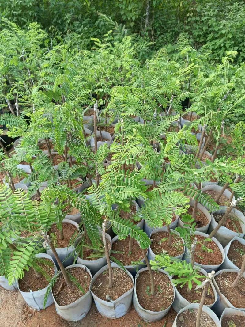甜种余甘苗油甘苗牛柑果苗直生实生苗嫁接苗袋苗杯苗