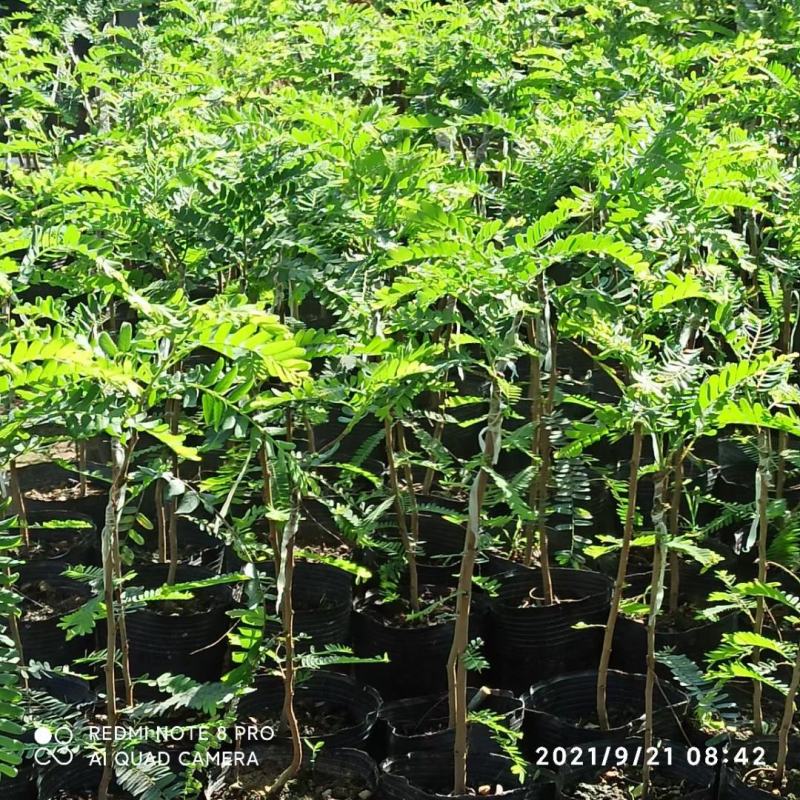 余甘果苗油甘果苗嫁接油甘子大果甘甜树苗耐寒油甘嫁接《》