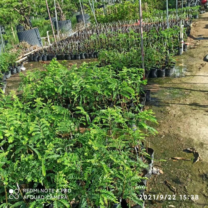 余甘果苗油甘果苗嫁接油甘子大果甘甜树苗耐寒油甘嫁接《》