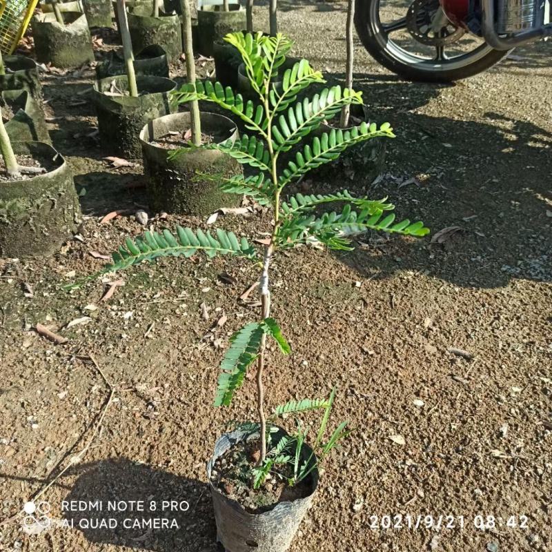 余甘果苗油甘果苗嫁接油甘子大果甘甜树苗耐寒油甘嫁接《》
