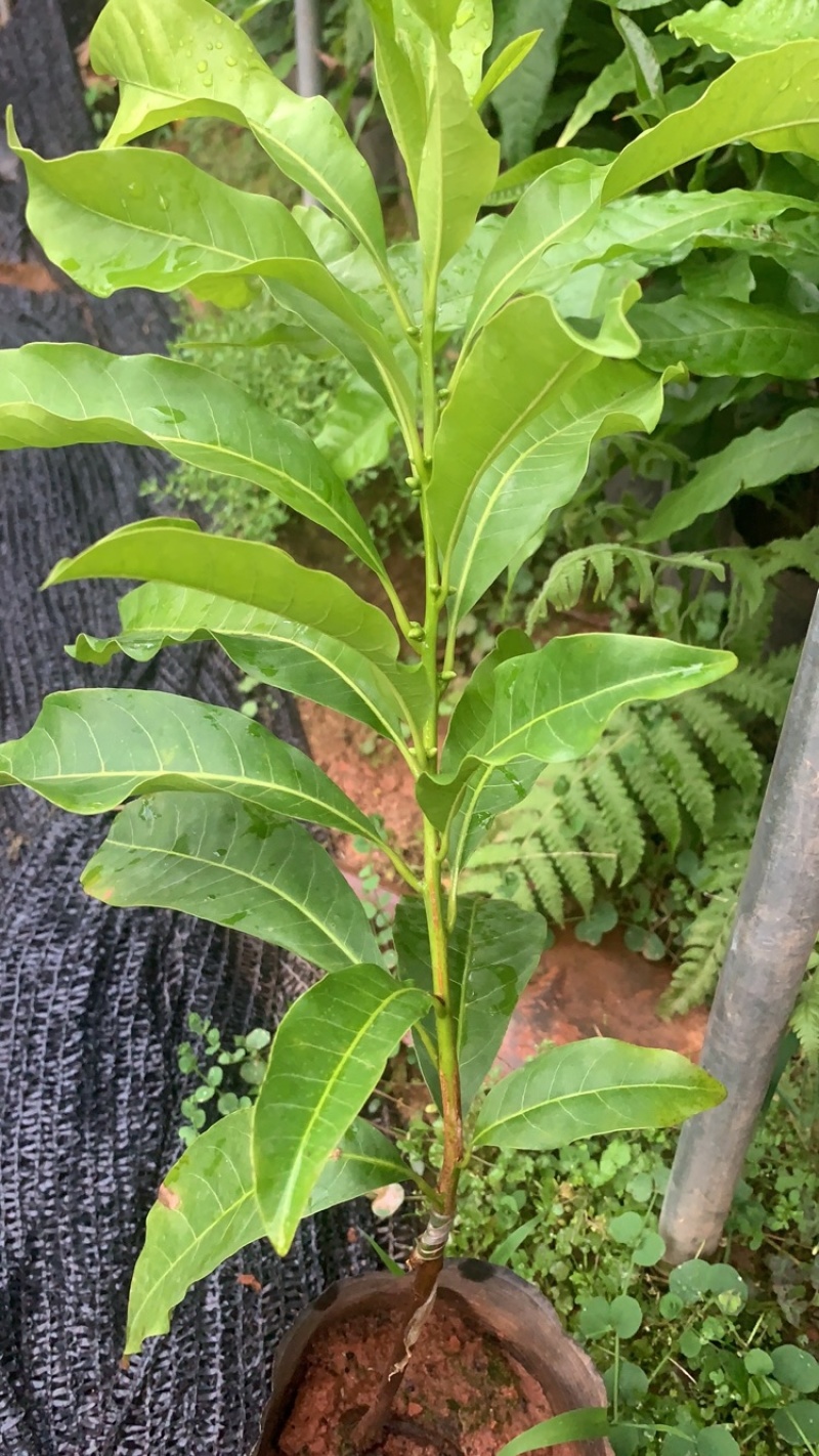 带花早生四季黄晶果冬蜜品种嫁接苗.小小一棵基本都来花
