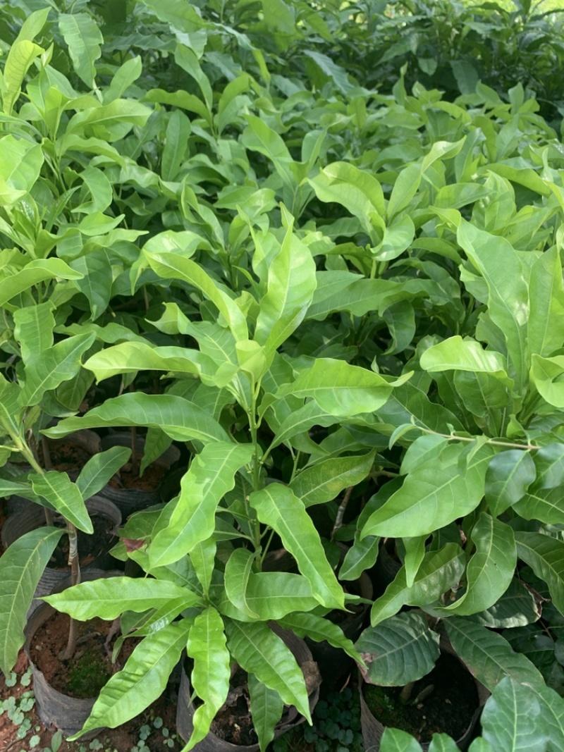 带花早生四季黄晶果冬蜜品种嫁接苗.小小一棵基本都来花
