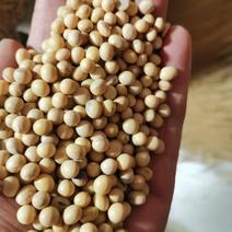 出售高蛋白安徽豆，乌拉圭净粮，美湾净粮