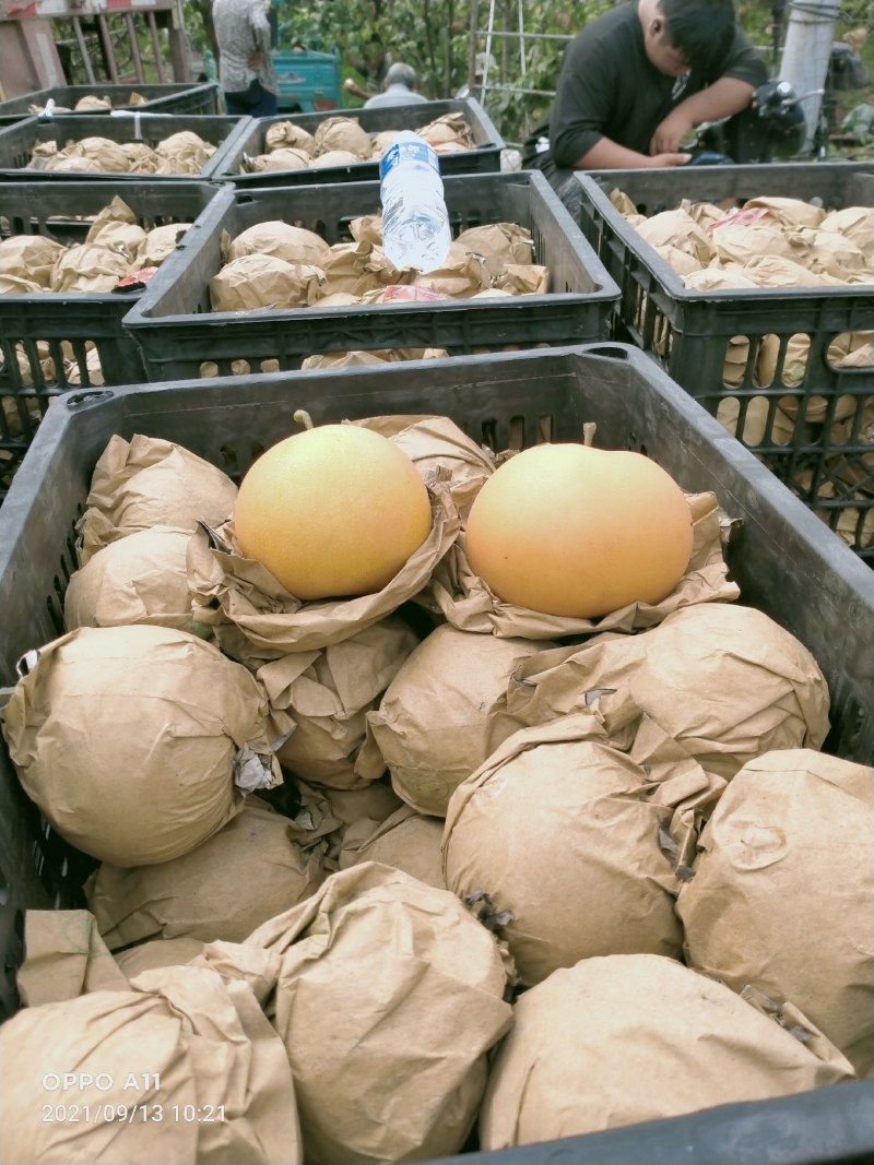 晚秋梨大量供应馆陶县众康果品站大量供应