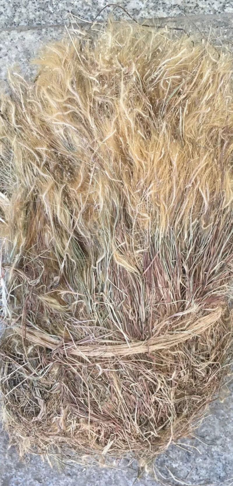 金丝草【包邮】三斤起发货可批量可零售量大从优