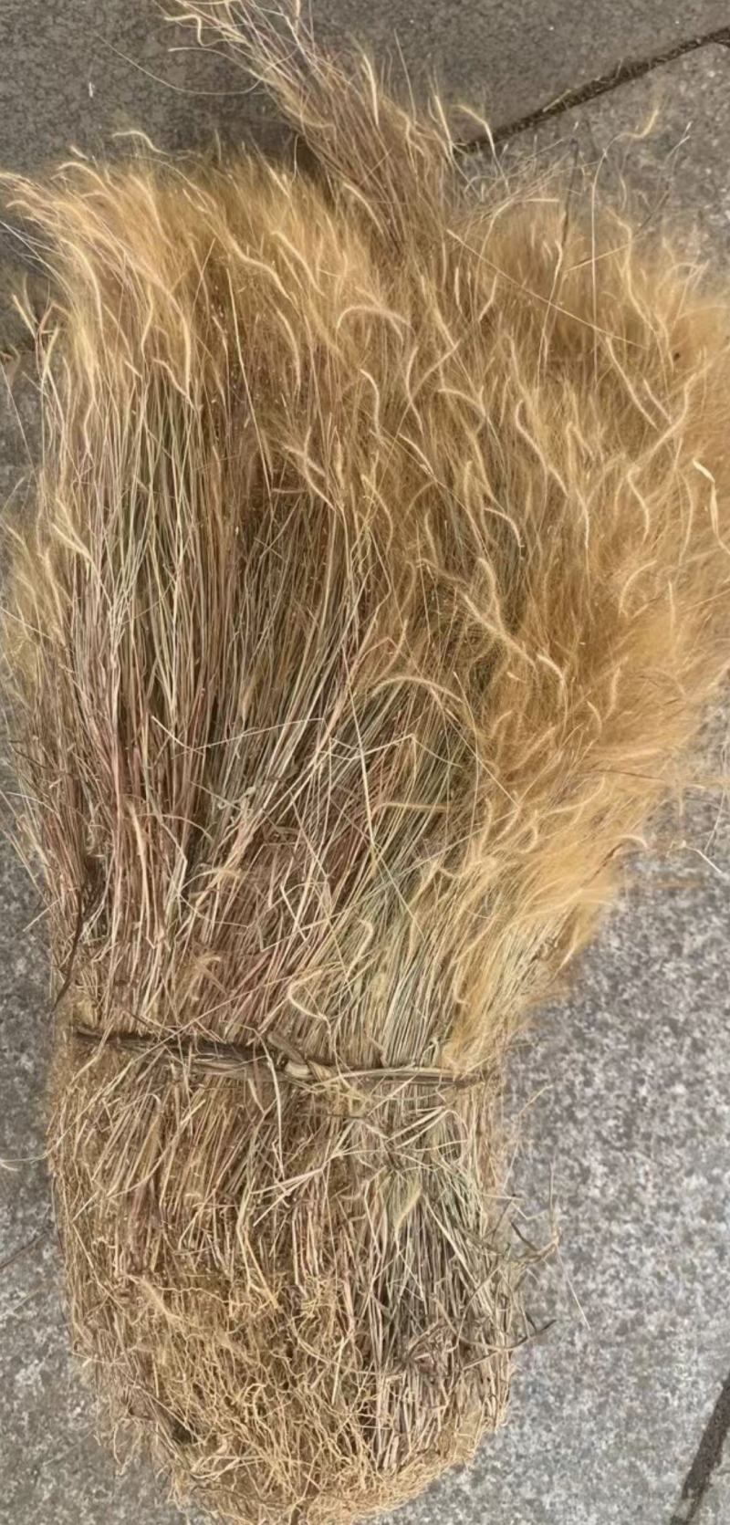 金丝草【包邮】三斤起发货可批量可零售量大从优