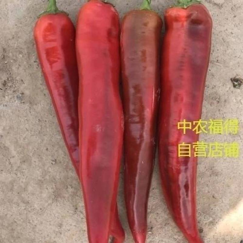 高品质！青红两用型尖椒种子辣椒种子早熟黄绿皮特高产基地
